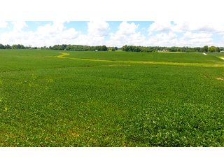 TRACTS 2-4 - LAND AUCTION - 1,193+/- ACRES IN 14 TRACTS IN PIKE & GIBSON COUNTY, INDIANA
